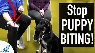 4 SIMPLE Exercises That You Can Do To STOP Puppy Biting [upl. by Eleumas]