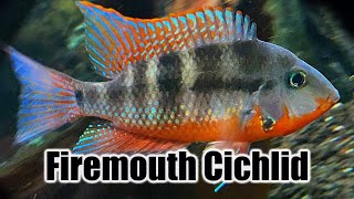 Firemouth Cichlid  Care Guide amp Species Profile [upl. by Ruthy555]