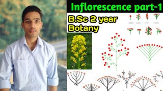 What is Inflorescence  Types of inflorescence  Morphology of flowering plants [upl. by Drus]