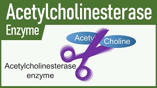 Acetylcholinesterase Enzyme [upl. by Eiramik]