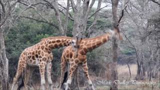 Rothschild Giraffe Giraffa camelopardalis camelopardis fighting [upl. by Corkhill]