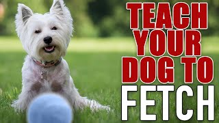 7 Steps To The PERFECT Fetch  For Food Motivated Dogs [upl. by Weide]