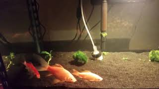 What is the difference between common and comet goldfish [upl. by Kcirtap508]