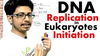 Eukaryotic DNA replication Initiation  DNA replication in eukaryotes lecture 1 [upl. by Waite860]