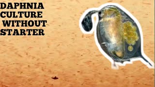 HOW TO CULTURE DAPHNIA NATURALLY WITHOUT A STARTER [upl. by Annaiek]