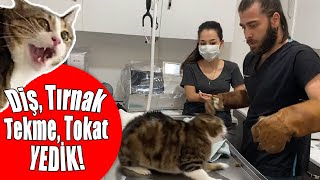 CANIMIZI ZOR KURTARDIK 😱 Kedi Saldırısında Yeni Seviye İstanbul 😅 inanoğlu kedisaldırısı [upl. by Davide]