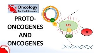 7 Protooncogenes and Oncogenes [upl. by Yelrak]