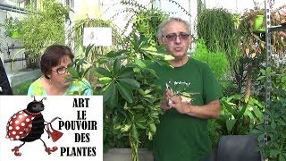 Conseils jardinage Schefflera Entretien et arrosage plante verte dintérieur [upl. by Lirbij296]