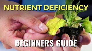 A Beginners Guide Nutrient Deficiency [upl. by Ammann874]