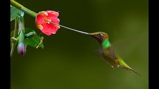 Colibrí pico de espada [upl. by Alper820]