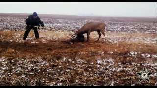 Huge Illinois Bucks fight to the death Whitetail deer locked together and separated GIANTS WOW [upl. by Yaker349]