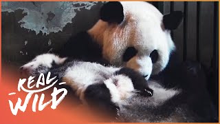 Panda Conservation Efforts [upl. by Dreeda]