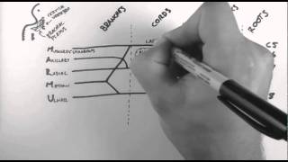 Brachial Plexus [upl. by Lehcer]