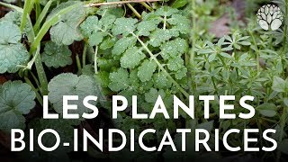 Les plantes bioindicatrices [upl. by Nylavad]