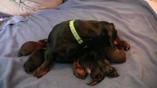 Dachshund 5th Puppy Birth [upl. by Clite228]