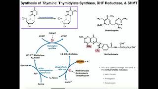 Nucleotide Metabolism  Basics of Thymine Biosynthesis [upl. by Enitsuga626]