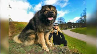 WOLF KILLER  THE LARGEST CAUCASIAN SHEPHERD OVCHARKA DOG IN THE UK [upl. by Emorej836]