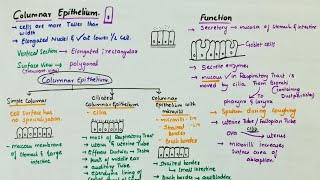 Simple Columnar Epithelium  Location  Function  Types [upl. by Aihselef]