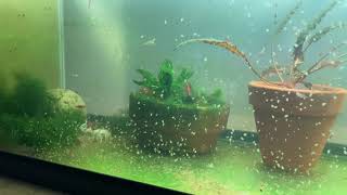 Daphnia Culturing Snails or no snails [upl. by Neelyhtak308]