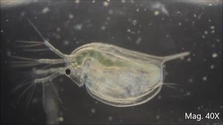 Daphnia magna under the Microscope [upl. by Eldoree78]