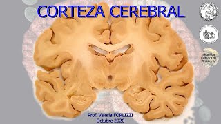 N7  Corteza cerebral  Anatomía 2  FMed UBA [upl. by Blasien]