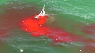 Bloody Hammerhead Shark Attack on Video during Shark Week [upl. by Dyson]