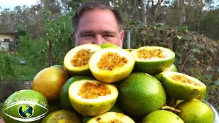 5 Tips How To Grow a Ton of Passionfruit From ONE Passion Fruit [upl. by Sanchez595]