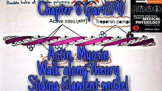 Actin Myosin Sliding filament model Walk along theory chapter 6part24Guyton and hall Physio [upl. by Kus]