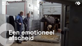 Boer Frans brengt met pijn in zn hart zijn koeien naar de slacht  Onze boerderij [upl. by Eiryk]