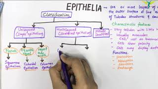 EPITHELIUM  Classification  Basic Histology [upl. by Trenton]