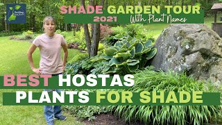 Late Spring Shade Garden Tour  Best Hostas  Best Plants For Shade [upl. by Wooster]