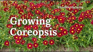 Growing Coreopsis [upl. by Clemmy]