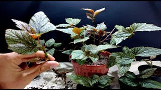 How to grow Angel Wing Begonia from cutting [upl. by Navada]