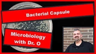 Bacterial Capsule Microbiology [upl. by Snell]