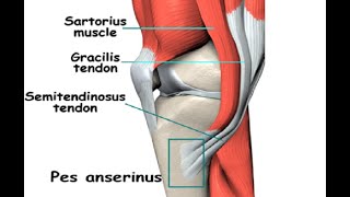 Two Minutes of Anatomy Pes Anserine [upl. by Eelyrehc]