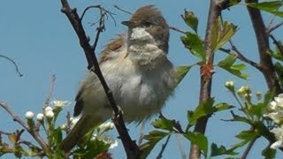 Common Whitethroat Bird Singing a Beautiful Song  Chant de La Fauvette Grisette [upl. by Cathlene]