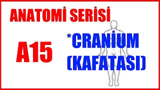 Cranium  Kafatası A15 Anatomi Serisi [upl. by Eehsar]