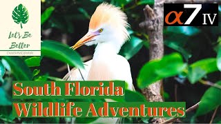 South Florida Wildlife Adventures  Wakodahatchee Wetlands  Sony A7IV [upl. by Flo]