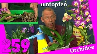 Orchidee umtopfen und vermehren Dendrobium nobile berry oda [upl. by Dalia]