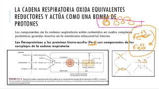 CADENA RESPIRATORIA Y FOSFORILACIÓN OXIDATIVA [upl. by Fernandina707]