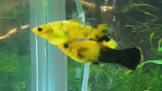 How to tell molly fish gender and how mollies mate [upl. by Keldah]