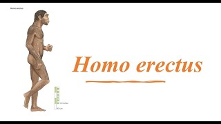 Homo erectus [upl. by Ahselet985]