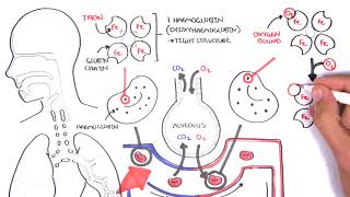 Oxygen  Haemoglobin Dissociation Curve  Physiology [upl. by Johnson]