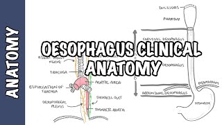 Eosinophilic Esophagitis Diagnosis and Management [upl. by Eiuqnimod]