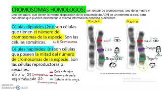 CROMOSOMAS HOMÓLOGOS [upl. by Matteo]