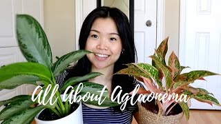 Aglaonema Care Tips amp Tricks  Chinese Everygreen Plants [upl. by Rocco]