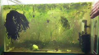 Scuds Daphnia Cherry Shrimp Copepods My aquatic food culture [upl. by Culley778]