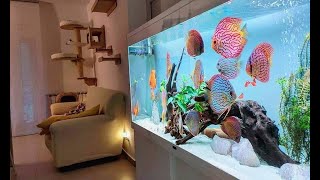 Top 5 Best Home Aquarium for Discus  Unbelievable Discus Tank [upl. by Skerl]