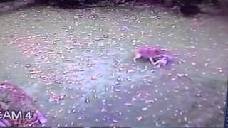 RAW Coyote attack in Burlington [upl. by Zipporah]