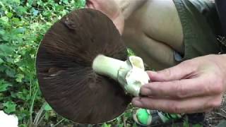 Identifying the Horse Mushroom Agaricus arvensis [upl. by Tarrsus80]